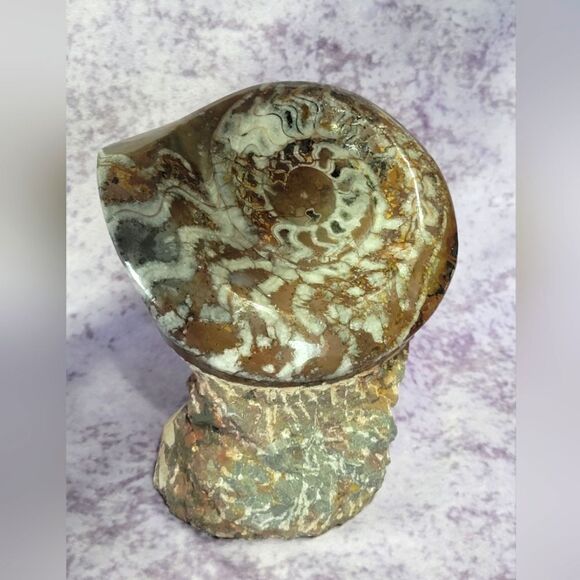 Ammonite & Goniatte Fossil Free Standing - Picture 1 of 12